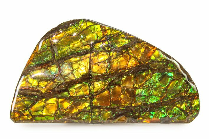 Iridescent Ammolite (Fossil Ammonite Shell) - Alberta #336290